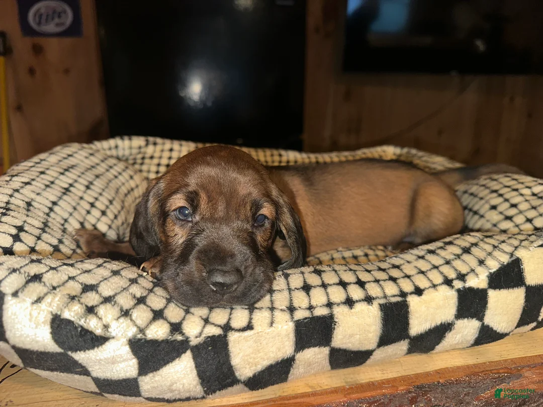 Mixed Breed dogs for sale: Lime Green - Ad 1