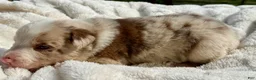 Border Collie dogs for sale: Bacon - Ad 3