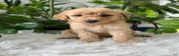 Mini Goldendoodle dogs for sale: Champ - Ad 4