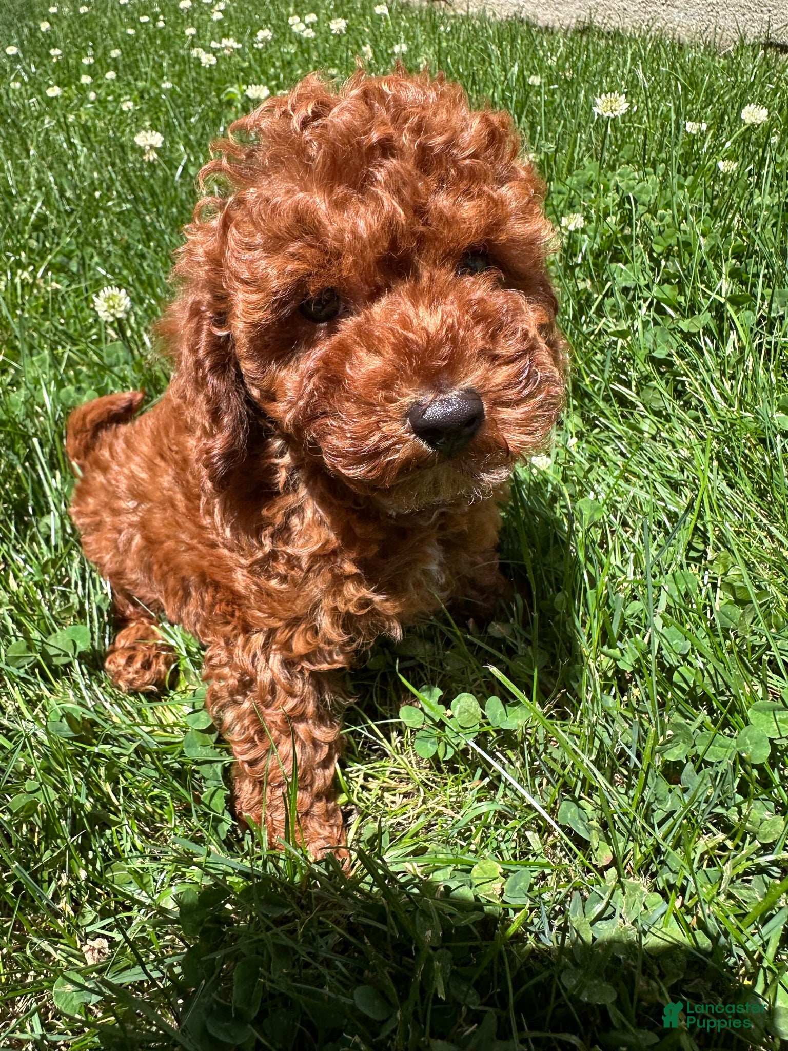 Toy Poodle dogs Elvis - Ad 6