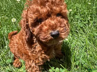Toy Poodle dogs Elvis - Ad 6