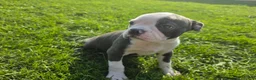 Boston Terrier dogs for sale: Boston Terrier Male - Ad 2
