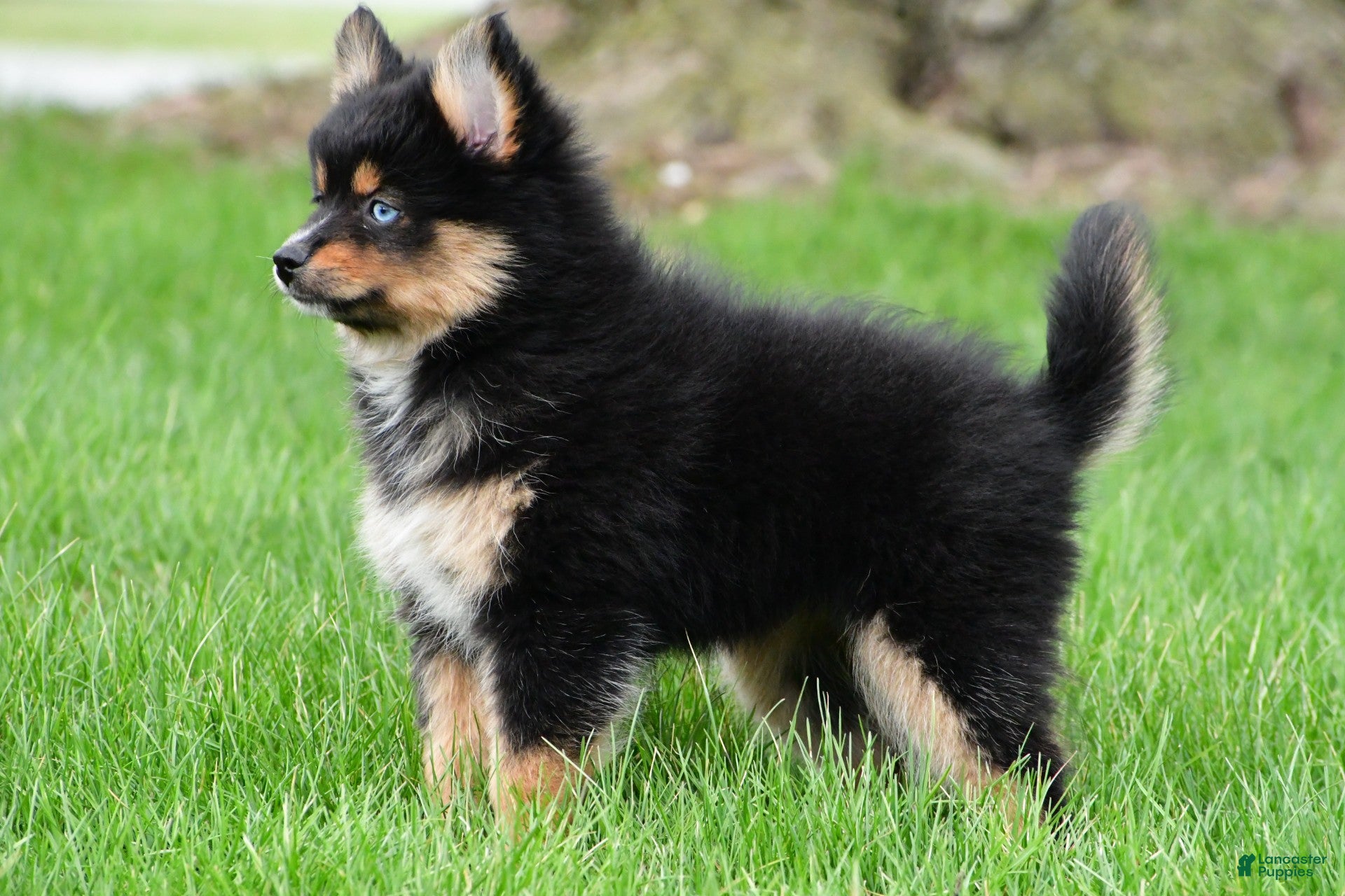 Pomsky dogs amellia - Ad 1