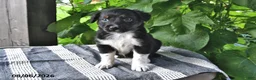 Mixed Breed dogs for sale: Willow - Ad 3