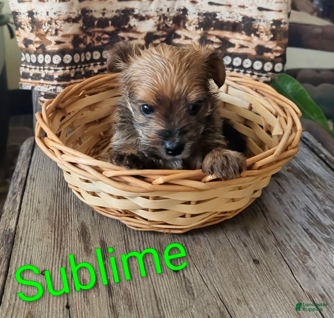Yorkshire Terrier dogs for sale: Sublime - Ad 6
