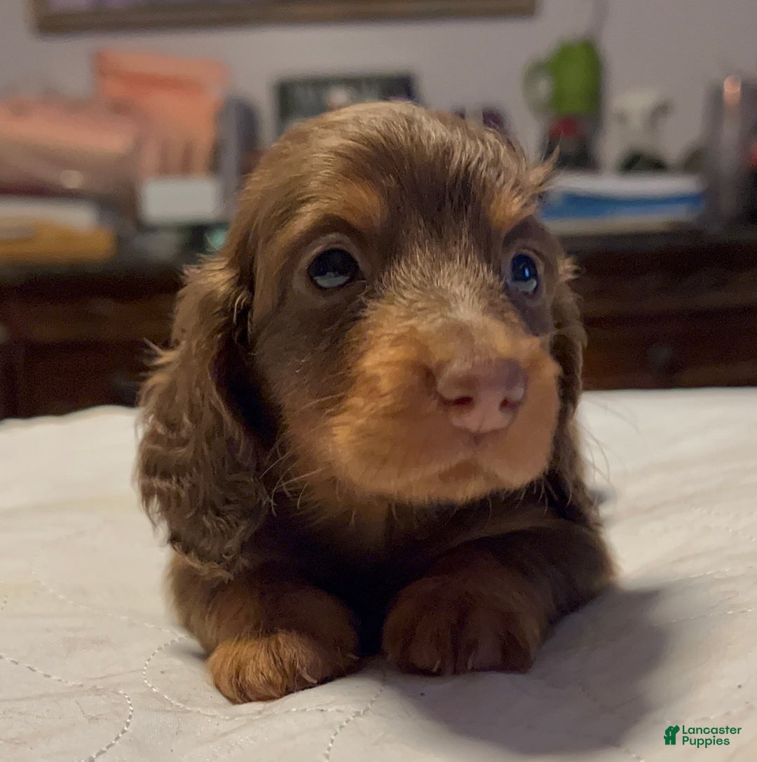 Miniature Dachshund dogs for sale: Russian overbite discounted - Ad 1
