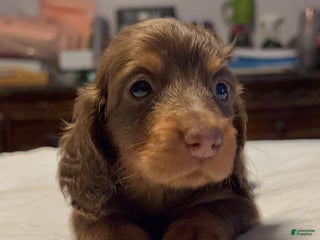 Miniature Dachshund dogs Russian overbite discounted - Ad 32