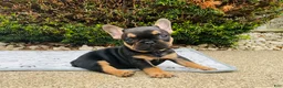 French Bulldog dogs for sale: Lucy  - Ad 10