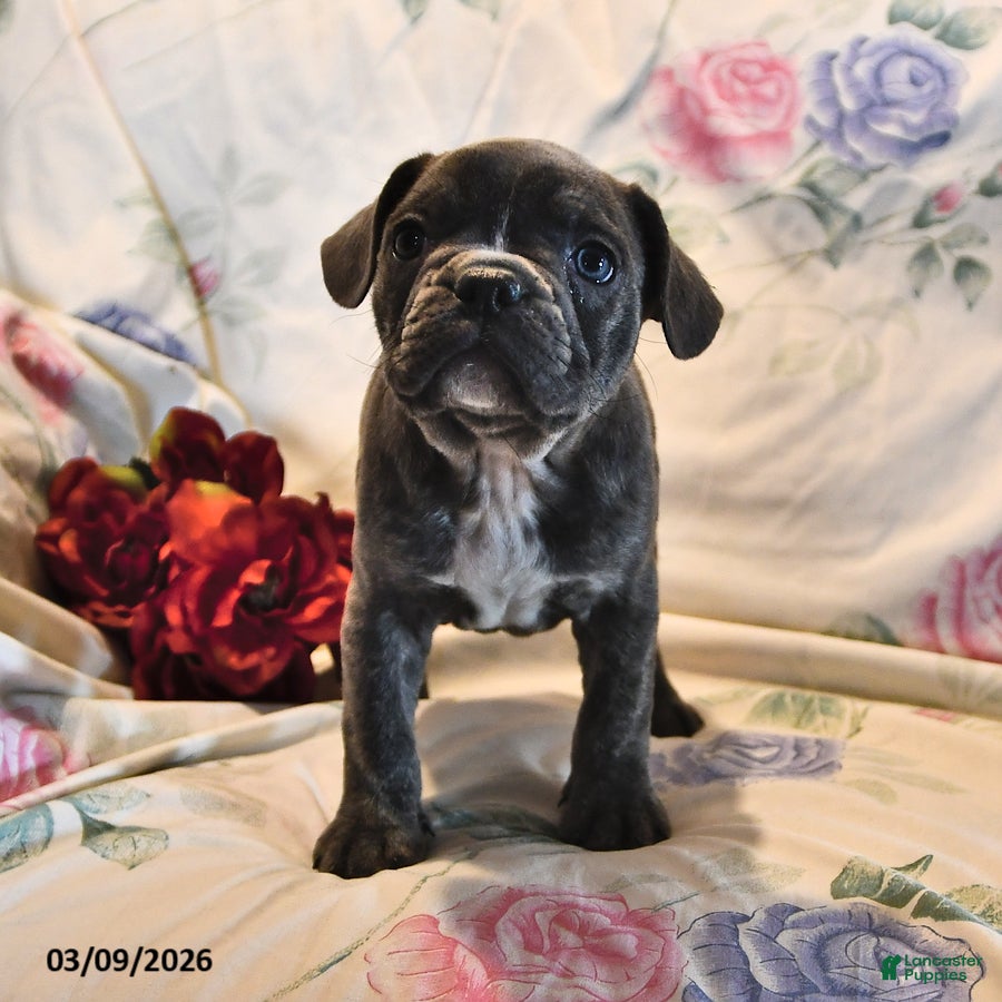 Frenchton dogs Blue  - Ad 2