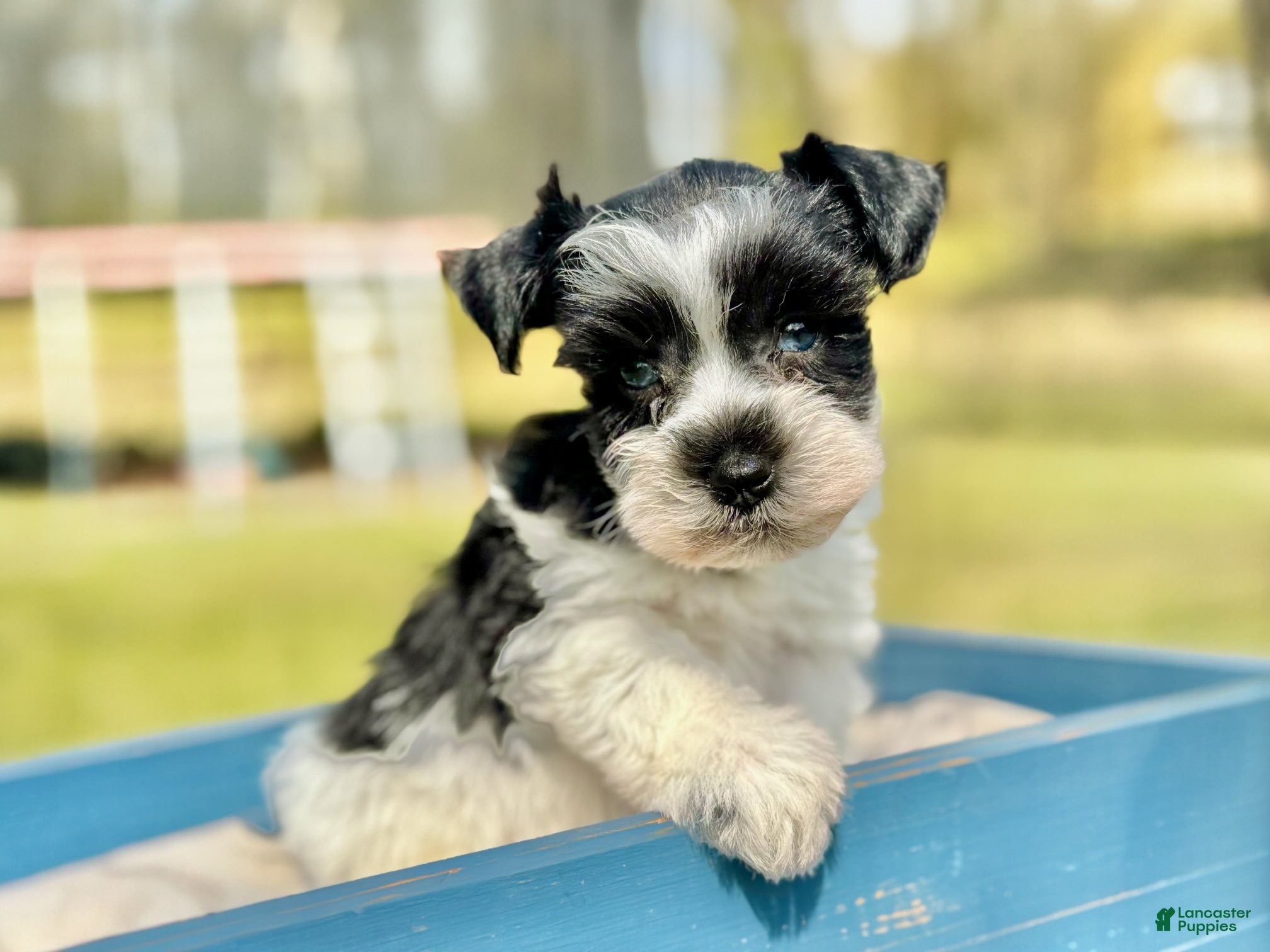 White Miniature Schnauzer Puppies for sale Lancaster Puppies