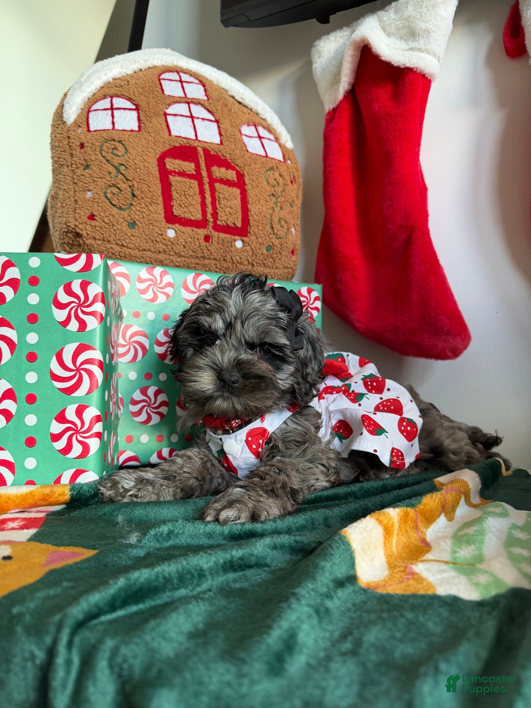 Cockapoo dogs for sale: Bluey - Ad 1