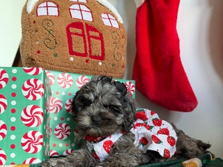 Cockapoo dogs Bluey - Ad 12