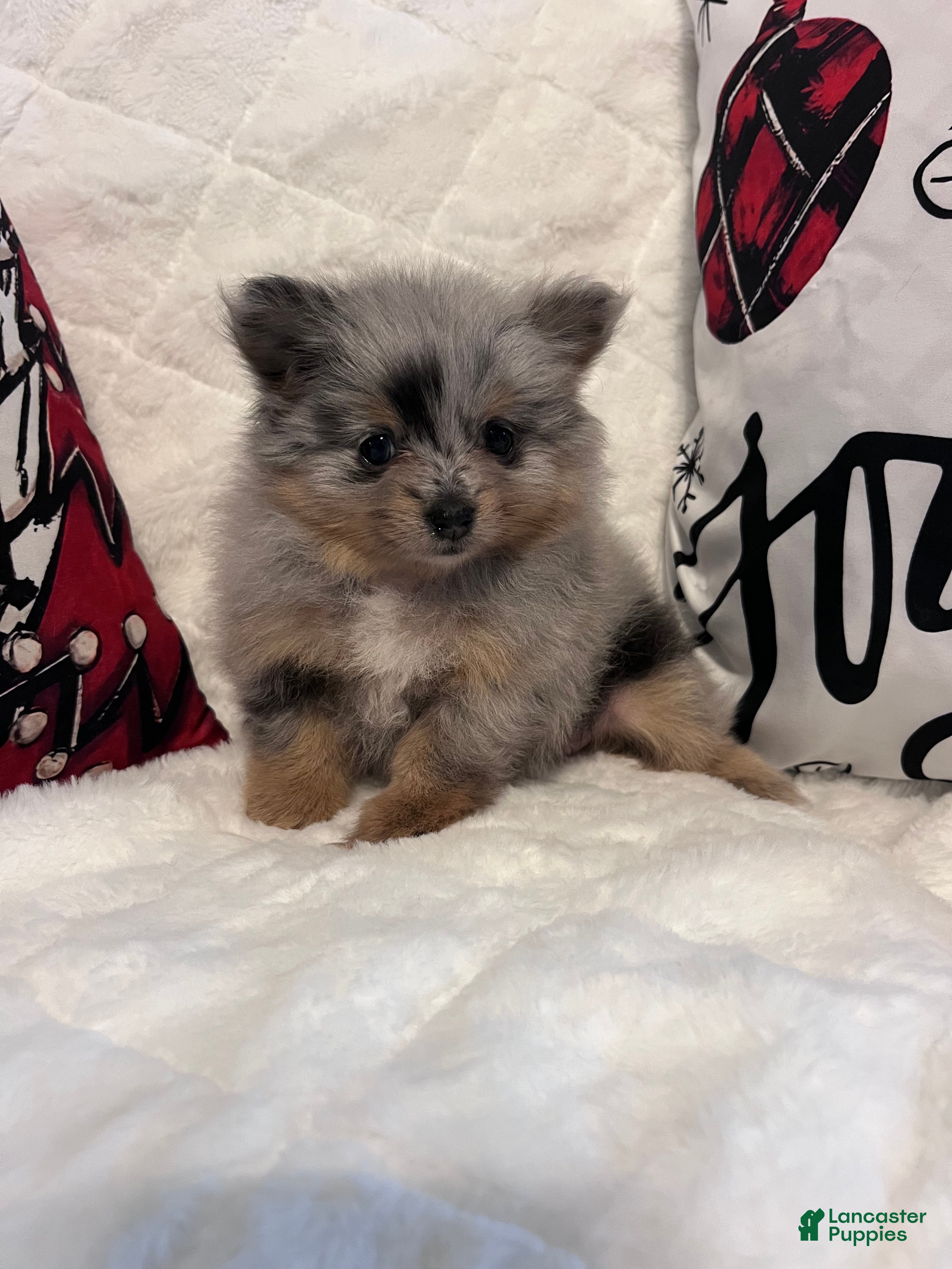 Pomeranian dogs Luna - Ad 42