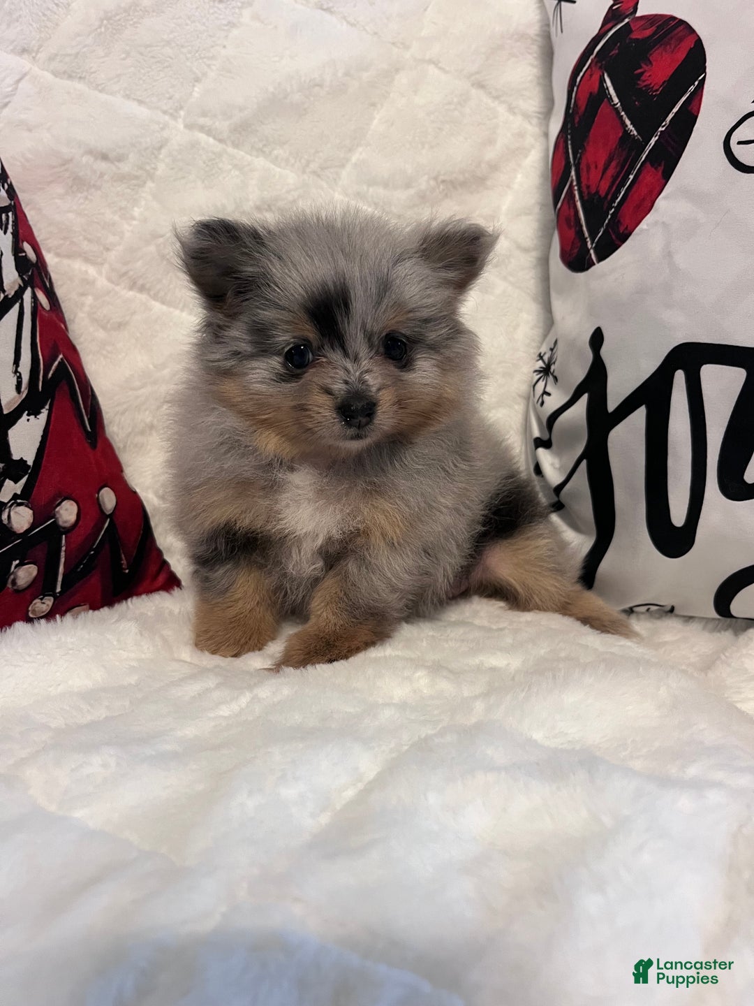Pomeranian dogs for sale: Luna - Ad 1