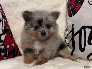 Pomeranian dogs Luna - Ad 42