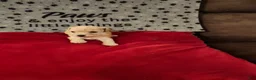 Toy Poodle dogs for sale: Toy Poodle Puppy 1 - Ad 8