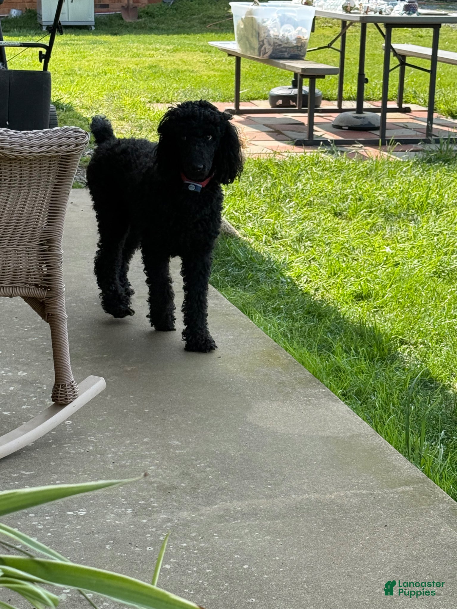 Standard Poodle dogs Blue boy - Ad 2