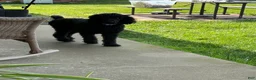Standard Poodle dogs for sale: Green girl - Ad 2