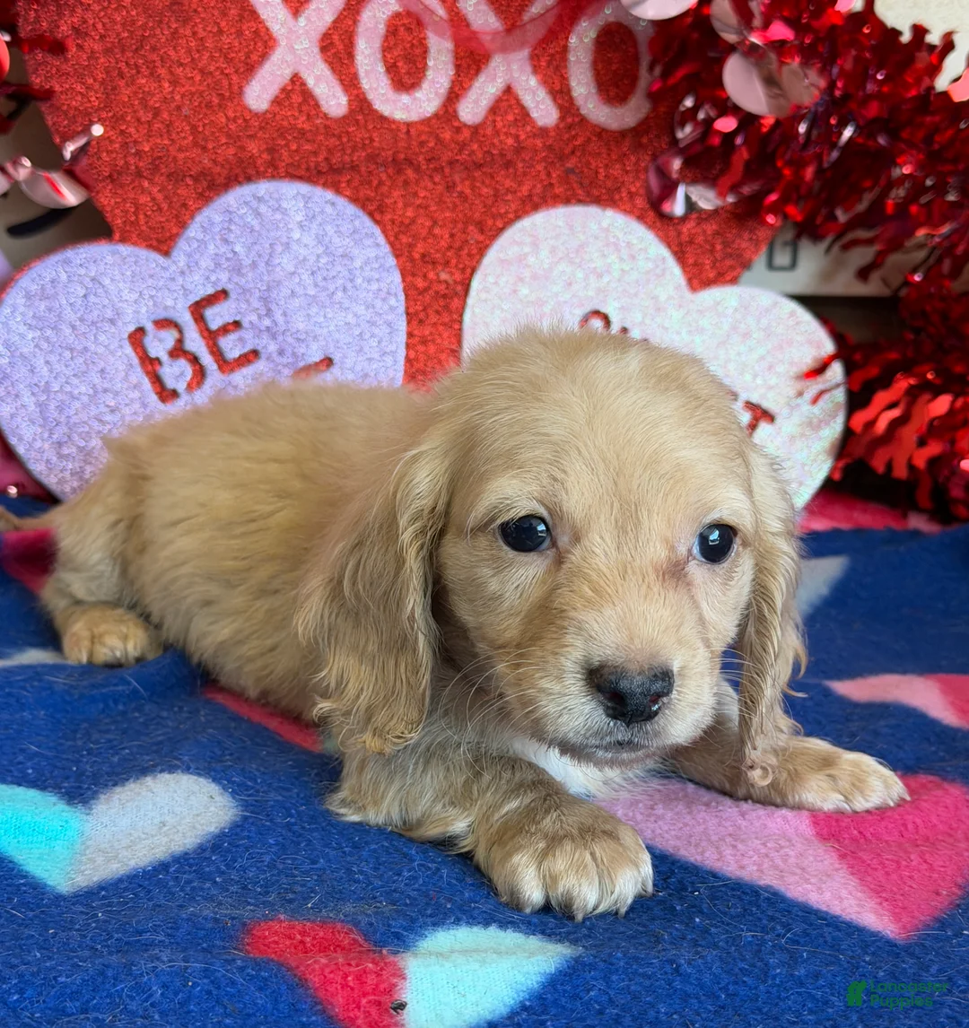 Dachshund dogs for sale: Tawny - Ad 2