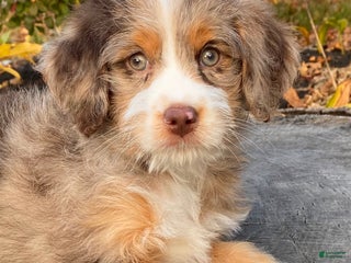 Mini Bernedoodle dogs - Ad 3