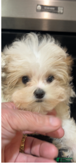 Morkie dogs Boy - Ad 2
