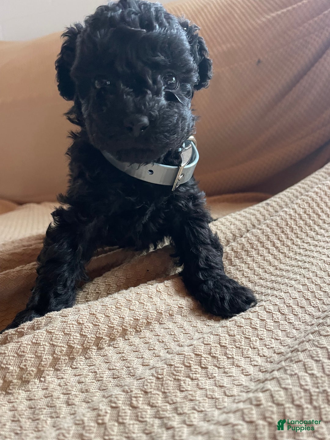 Toy Poodle dogs for sale: Raven - Ad 3