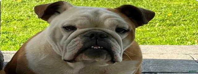 Gertie