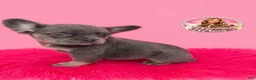French Bulldog dogs for sale: Bella ❣️ - Ad 2