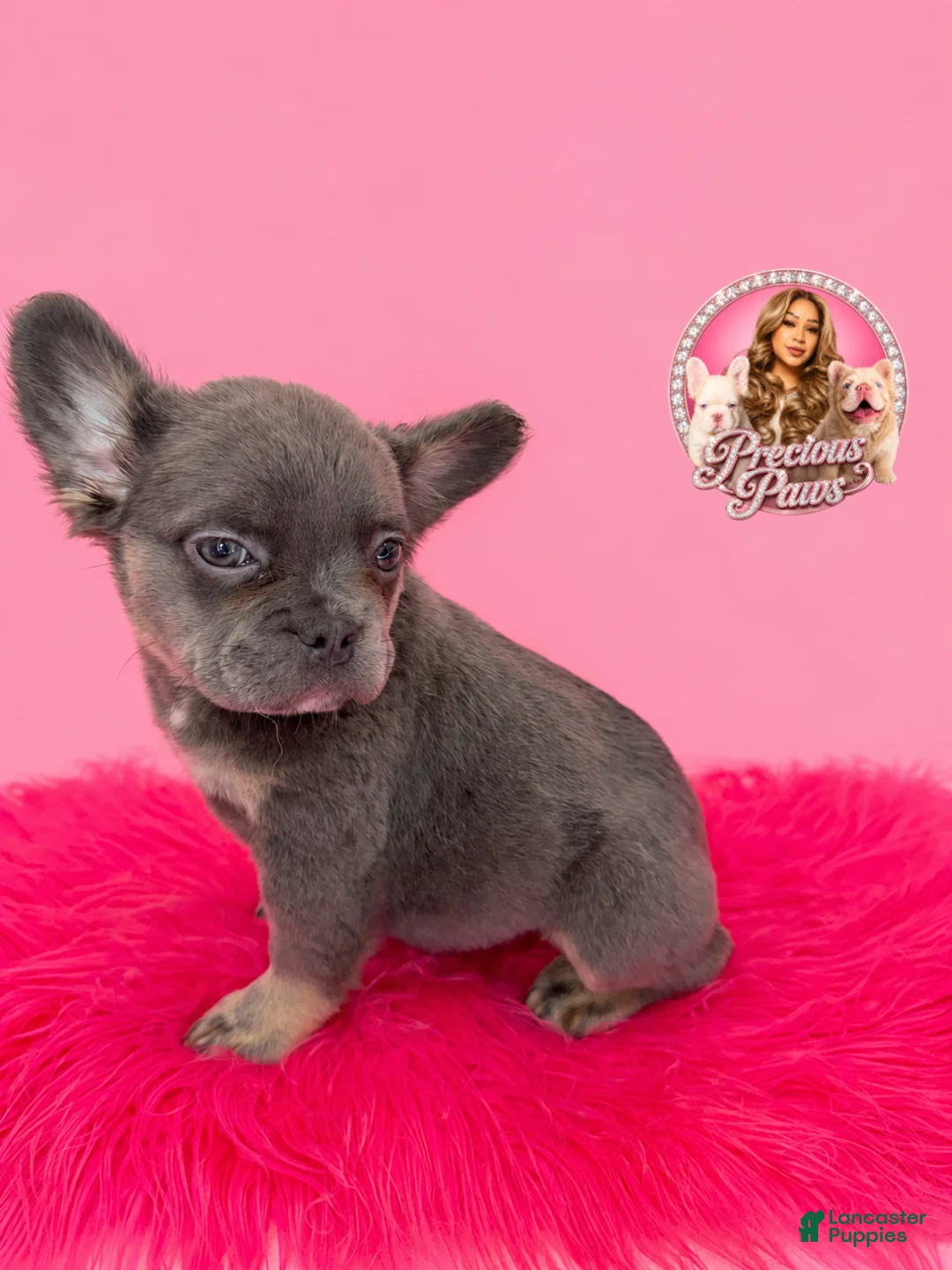 French Bulldog dogs for sale: Bella ❣️ - Ad 2