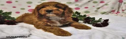 Cavapoo dogs for sale: Pumpkin - Ad 4