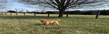 Nova Scotia Duck Tolling Retriever Puppy 2