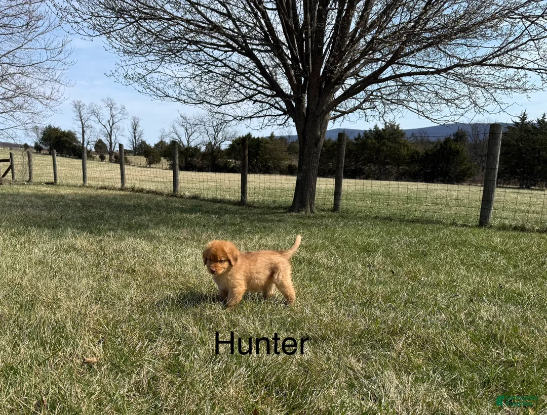 Nova Scotia Duck Tolling Retriever dogs for sale: Nova Scotia Duck Tolling Retriever Puppy 2 - Ad 1