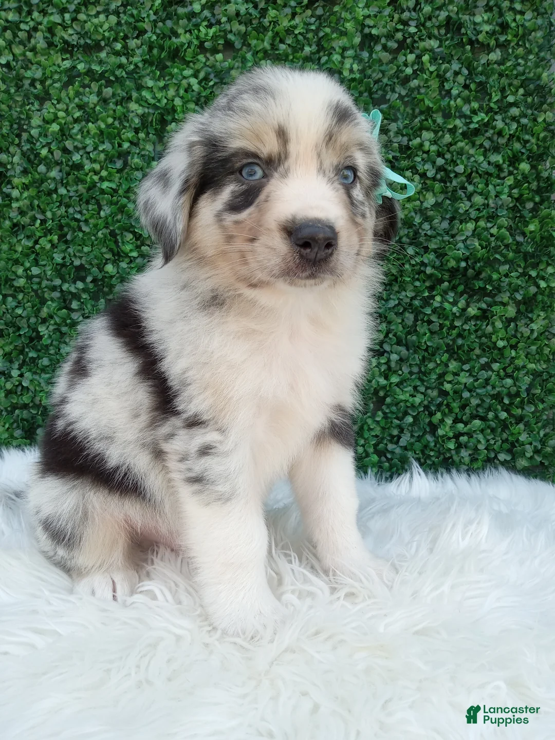 Australian Shepherd dogs for sale: Charles - Ad 2