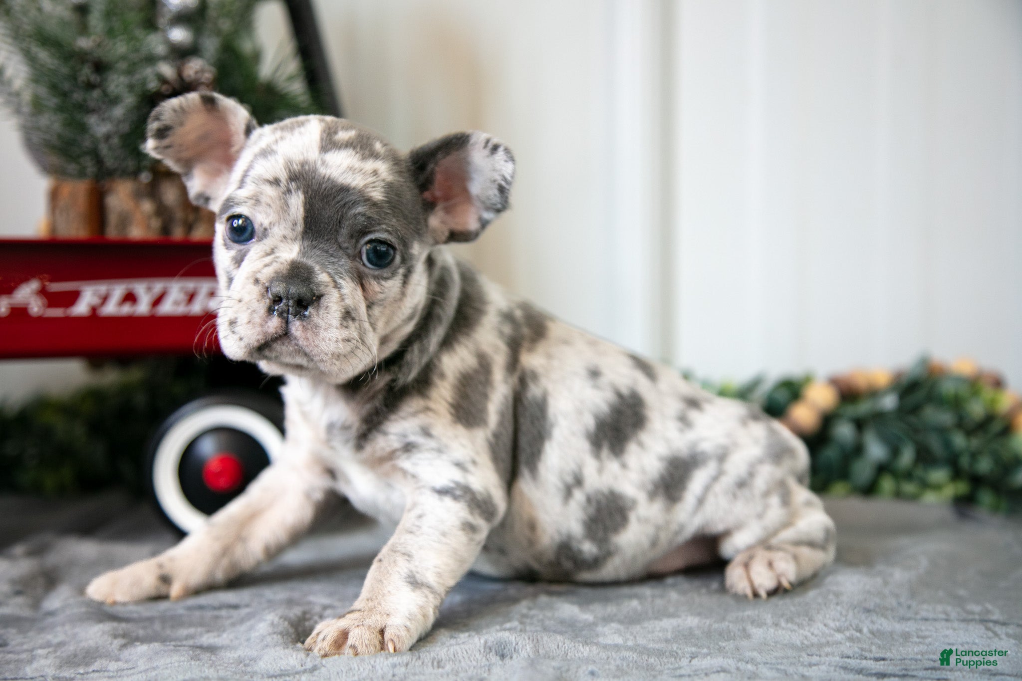 Mixed Breed dogs Mila - Ad 14