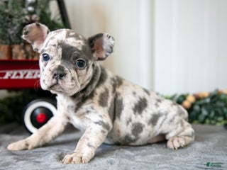 Mixed Breed dogs Mila - Ad 14