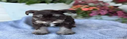 Miniature Schnauzer dogs for sale: Logan - Ad 11