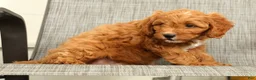 Cavapoo dogs for sale: Peanut - Ad 8