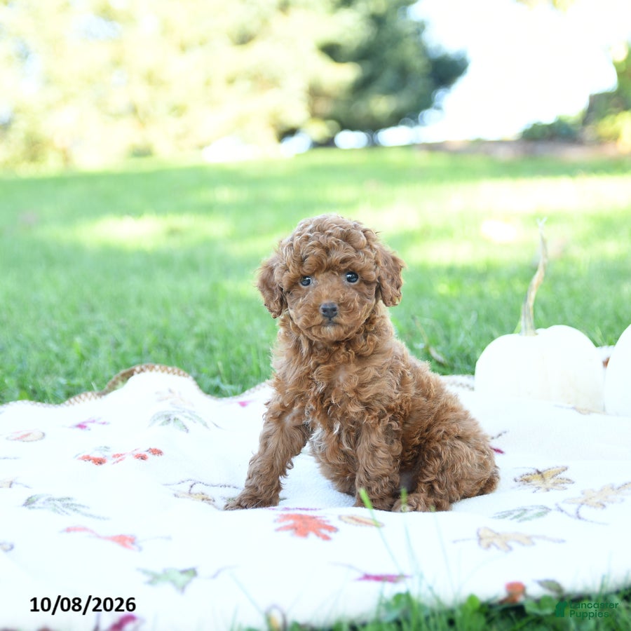 Toy Poodle dogs Almond - Ad 1