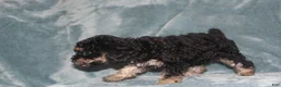 Miniature Poodle dogs for sale: Sherry - Ad 7