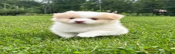 Pomsky dogs for sale: Pomsky 1 - Ad 1