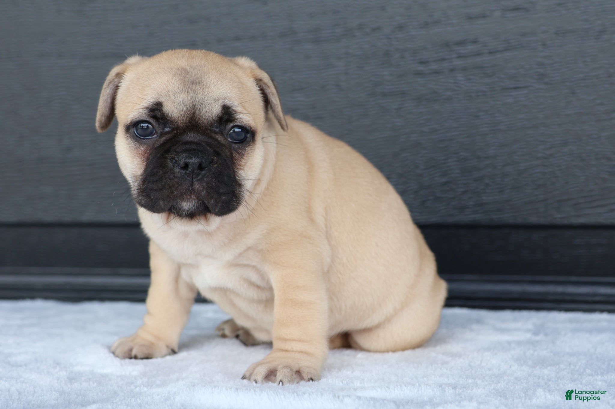 French Bulldog dogs for sale: Ronda - Ad 2