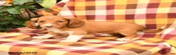 Miniature Dachshund dogs for sale: Daffodil - Ad 3