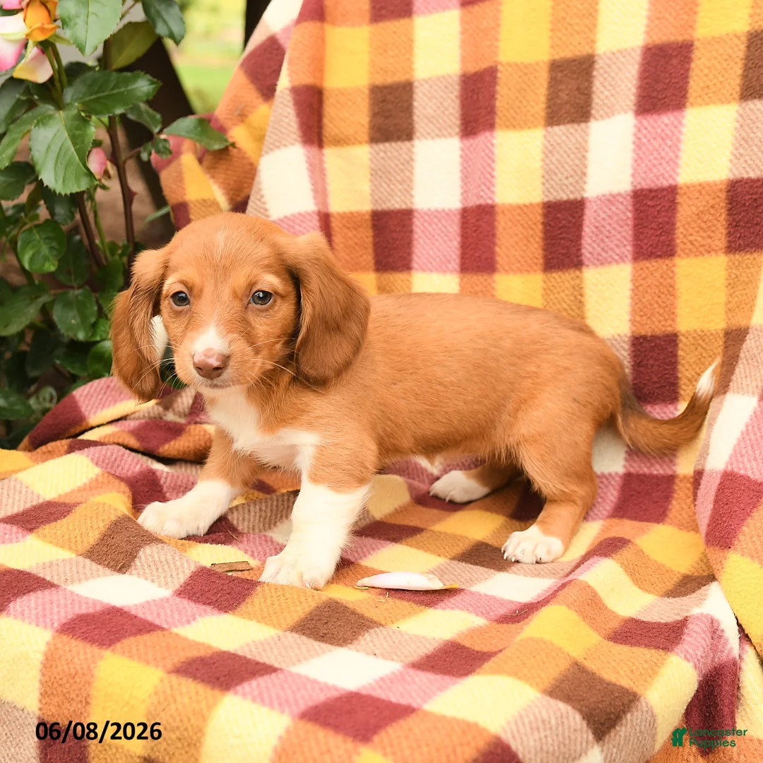 Miniature Dachshund dogs for sale: Daffodil - Ad 3