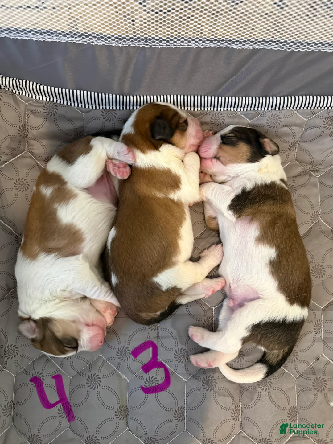 Mixed Breed dogs for sale: Great Bernese Female 3 - Ad 2