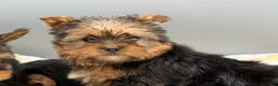 Yorkshire Terrier dogs for sale: May - Ad 2