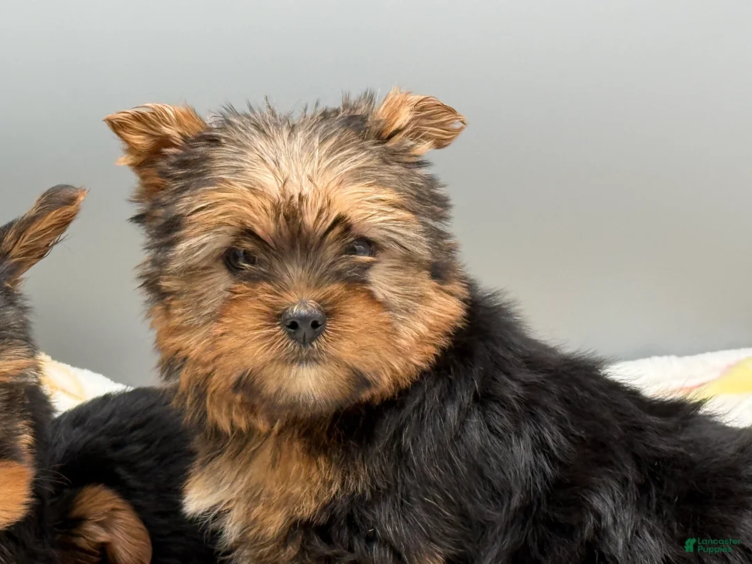 Yorkshire Terrier dogs for sale: May - Ad 2