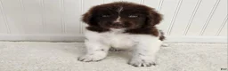 Newfoundland dogs for sale: AKC Eden - Ad 7