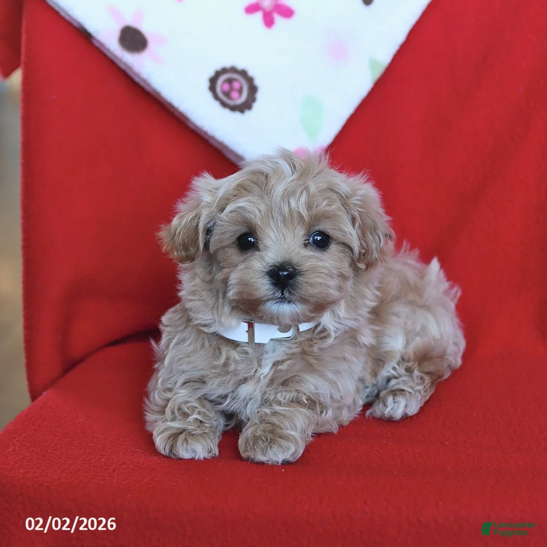 Maltipoo dogs for sale: Theo - Ad 1
