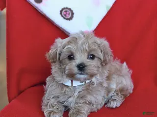 Maltipoo dogs Theo - Ad 3