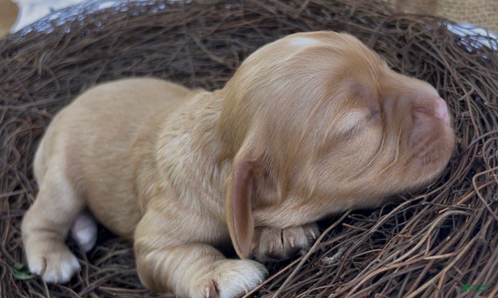 Mixed Breed dogs Noël - Ad 19